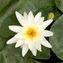 Wetplants - Wholesale Incense - Growers Choice Hardy Water Lily3