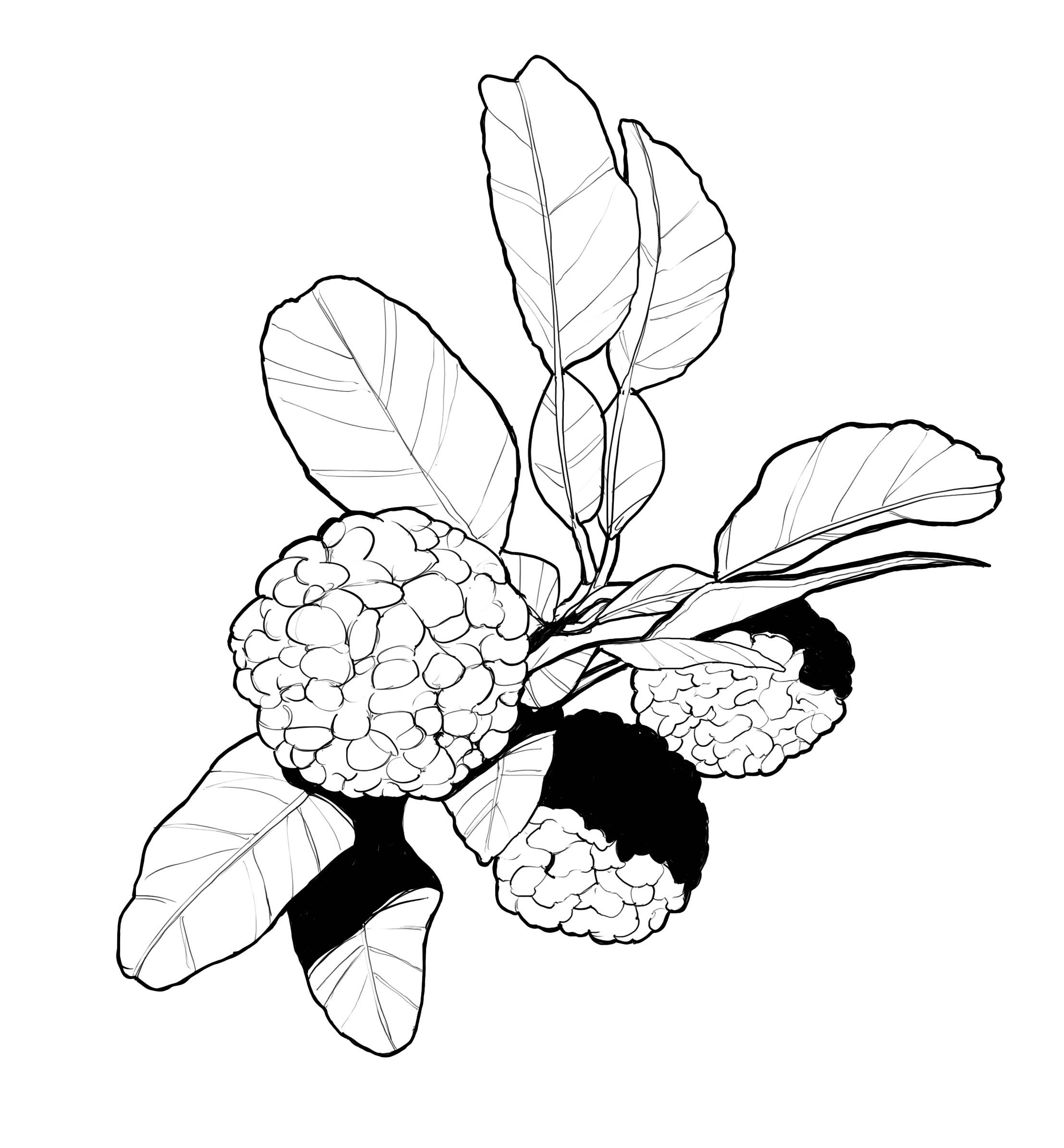 Essences Naturelles Corses - Vente Huile essentielle - Combava corse biodynamie - huile essentielle - Aromathérapie2