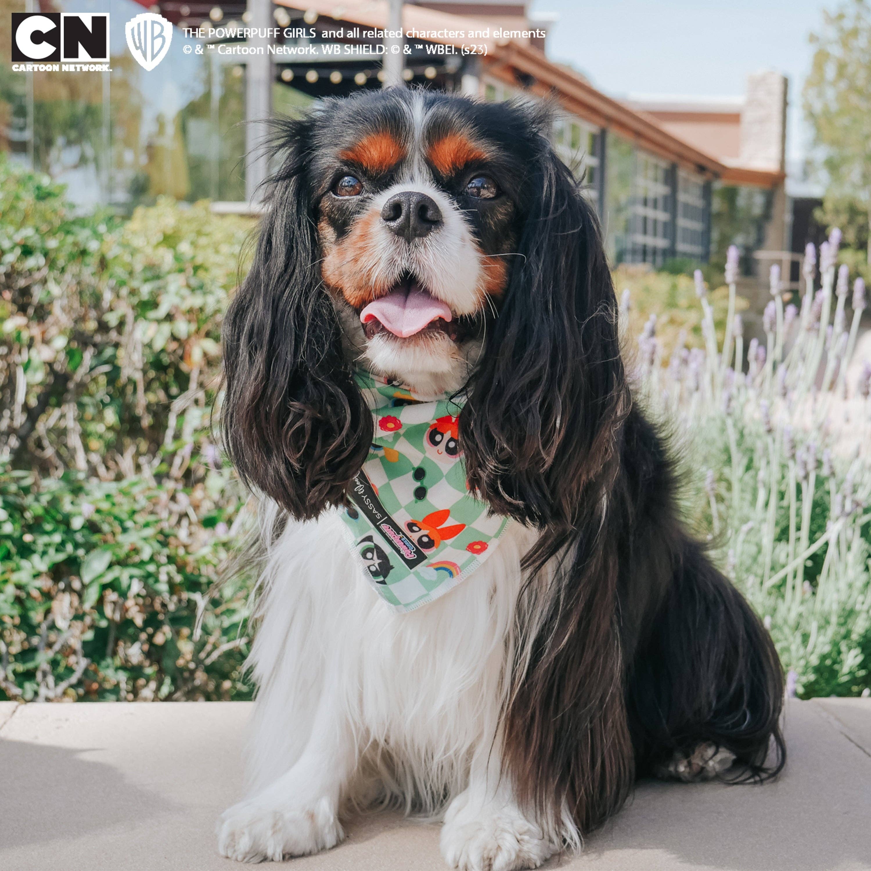 SASSY WOOF - Wholesale Pet Bandana - Dog - Dog Bandana - The Powerpuff Girls™ (Green)13
