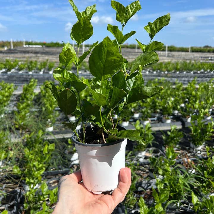 4" Jasmine sambac 'Belle of India' for wholesale by O F Nelson’s