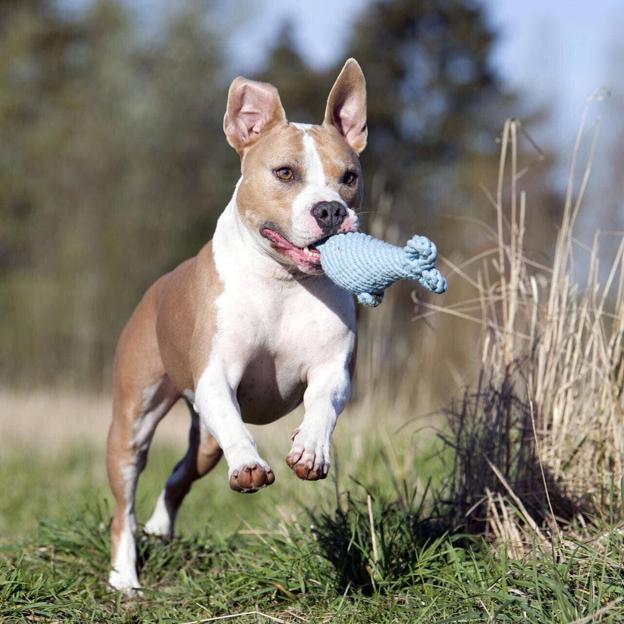 LABONI - Volentis GmbH - Vendita all'ingrosso Giocattolo da masticare - Cani - DIDI DELFINO – L'intrattenitore cult con talento per il gioco3