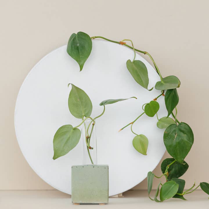 The Plant Supply - Wholesale Vase - Propagation Vase | Cutting Holder and Propagation Station4