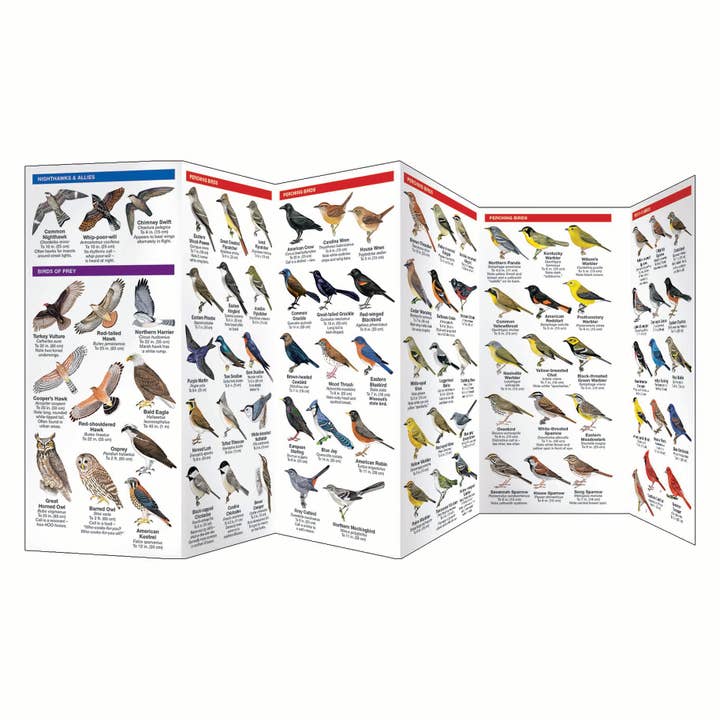 Waterford Press - Wholesale Nature Guide - Missouri Birds Nature Guide