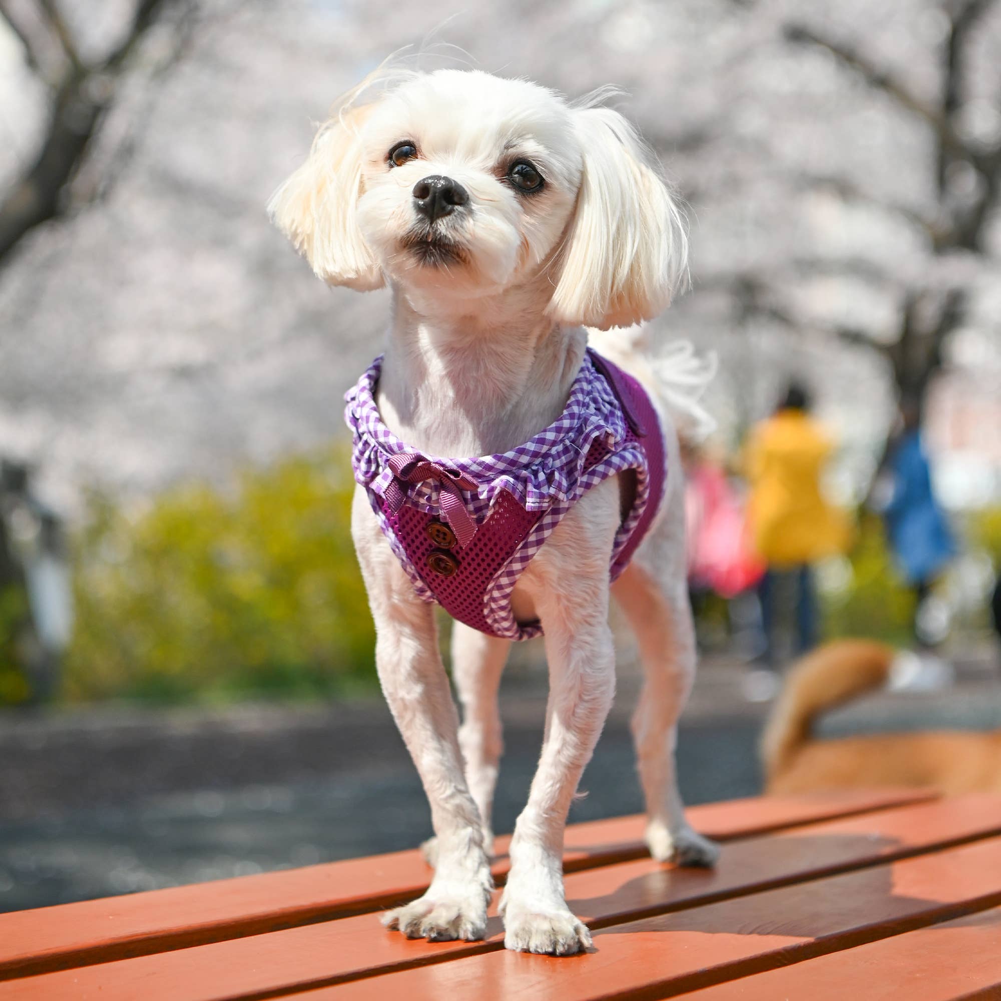 Puppia International Inc. - Vente Harnais – chien - Harnais pour chien Vivien Vest à carreaux8