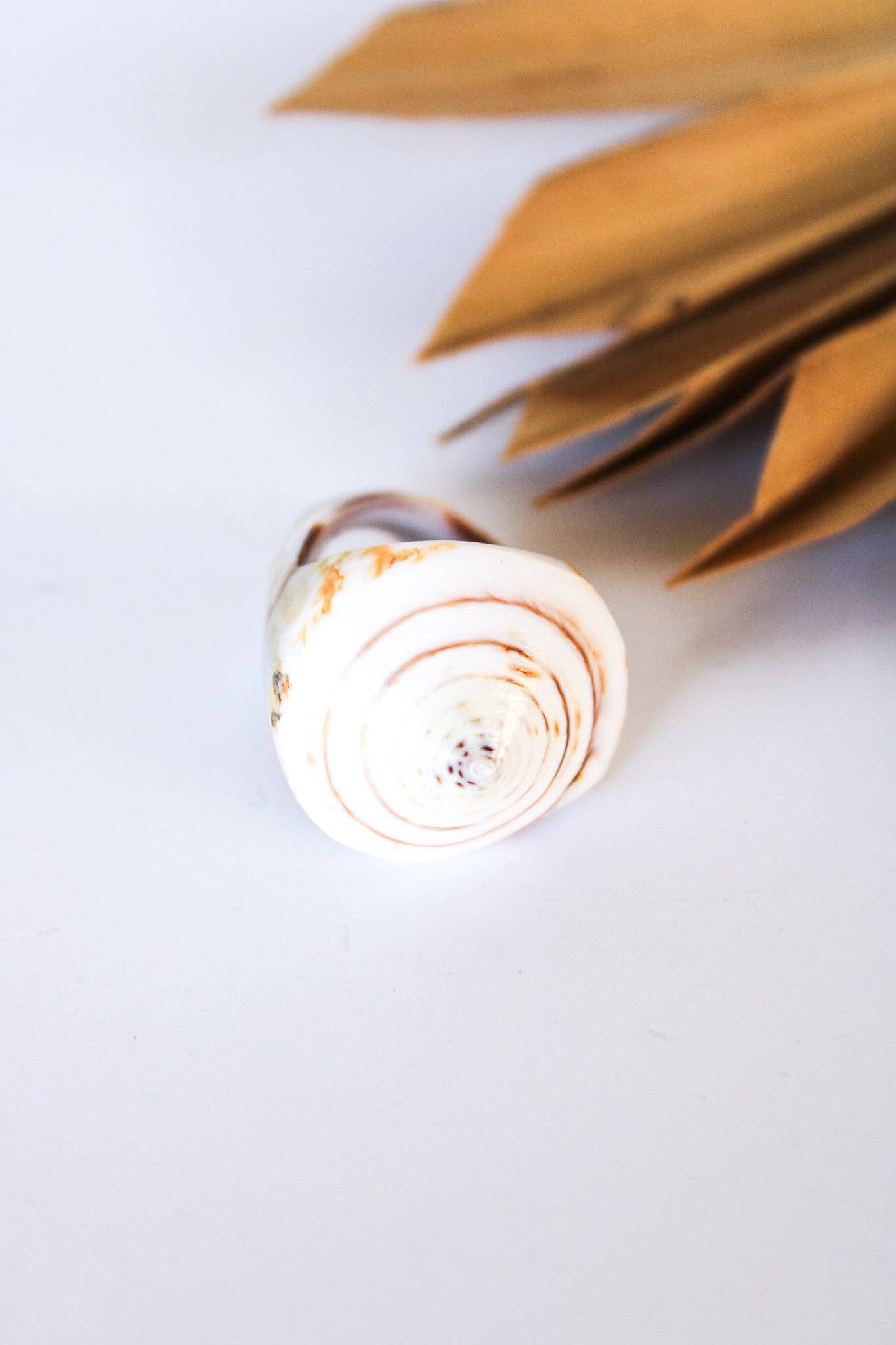 Bali Queen - Wholesale Cocktail/Statement Ring - Bali Shell Rings29