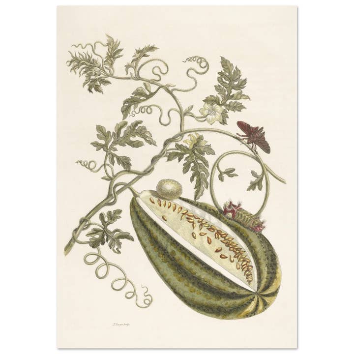 Insectorum 3 por atacado de Maison de Paloma