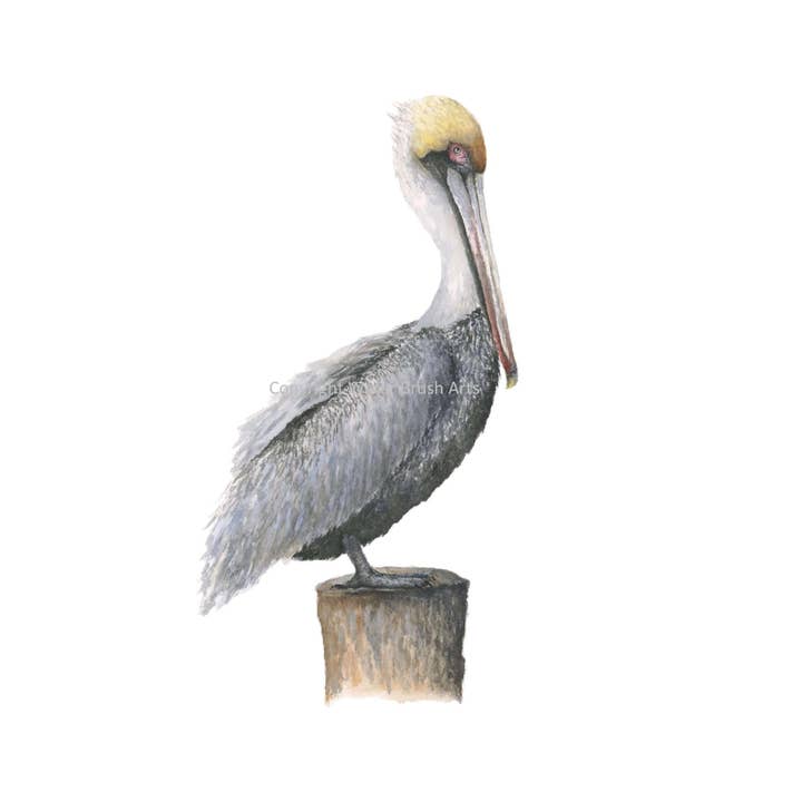 Tirage d'art Pelican pour la vente par Water Brush Arts