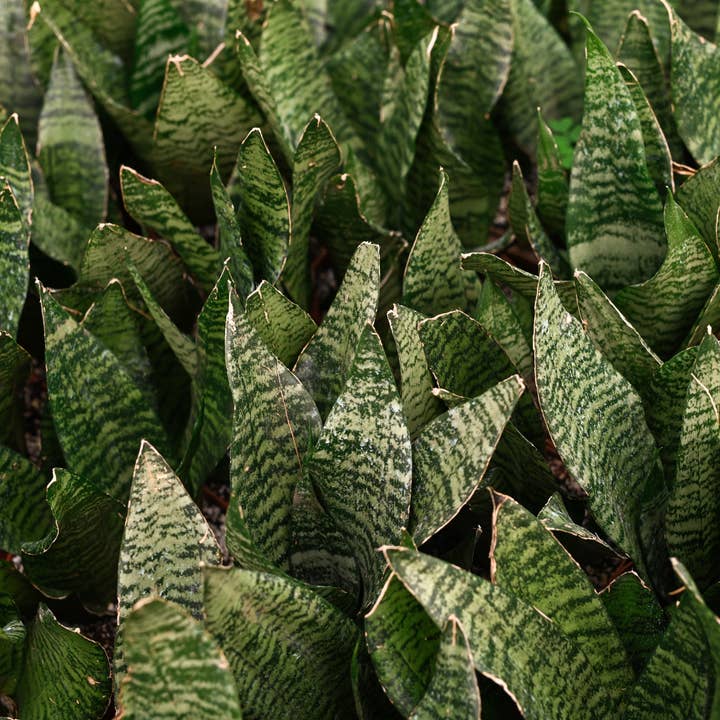 Thorsen's Greenhouse - Wholesale Live Plant - Snake 'Zeylancia',  Snake Plant - Live Plant9