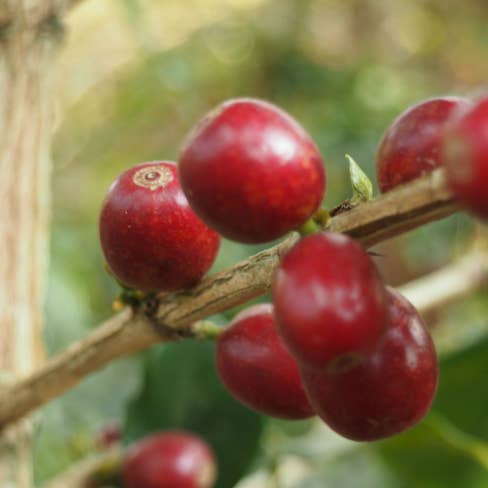 Red Rooster Coffee Roaster - Wholesale Coffee Beans - Organic DECAF Funky Chicken - Coffee Beans7