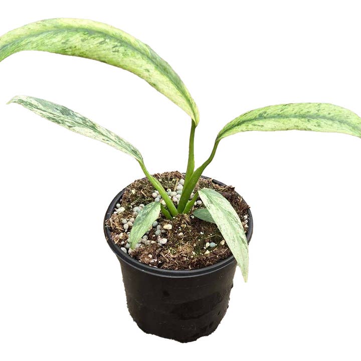 Arcadia Garden Products - Wholesale Live Plant - Epipremnum Giganteum Marble Variegated 4 inch Grower Pot0