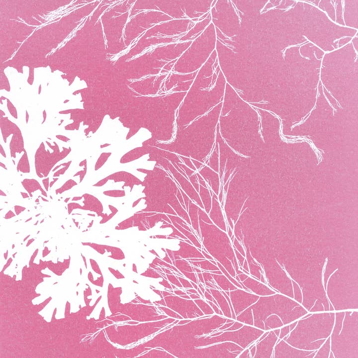 Paper Birch - Vente Affiche d'art - Impression artistique sur des algues roses | Décoration côtière | Ventilateur et siphon3