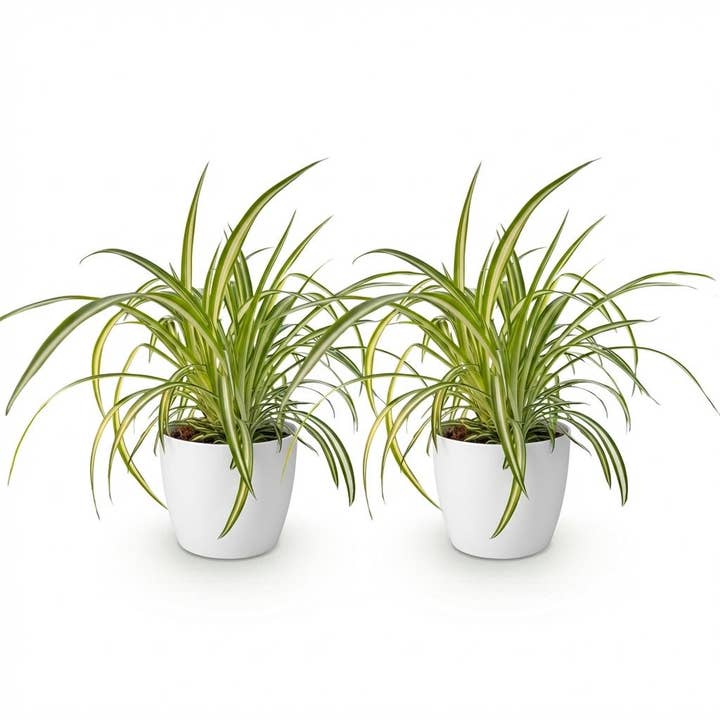 Chlorophytum comosum Variegatum Set da 2 piante da interno con vaso bianco Ø12cm Altezza ca.20cm Clorofito variegato amico degli animali purificante per soggiorno ufficio e camera da letto per la vendita all'ingrosso da parte di Oasis of Life