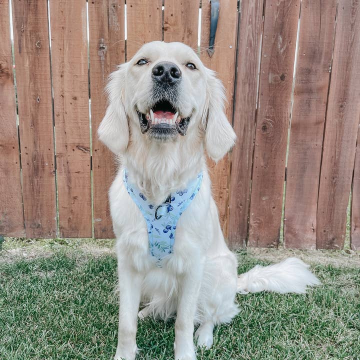 SASSY WOOF - Wholesale Pet Harness - Dog - Dog Adjustable Harness - Berry Sassy (Fruits)7