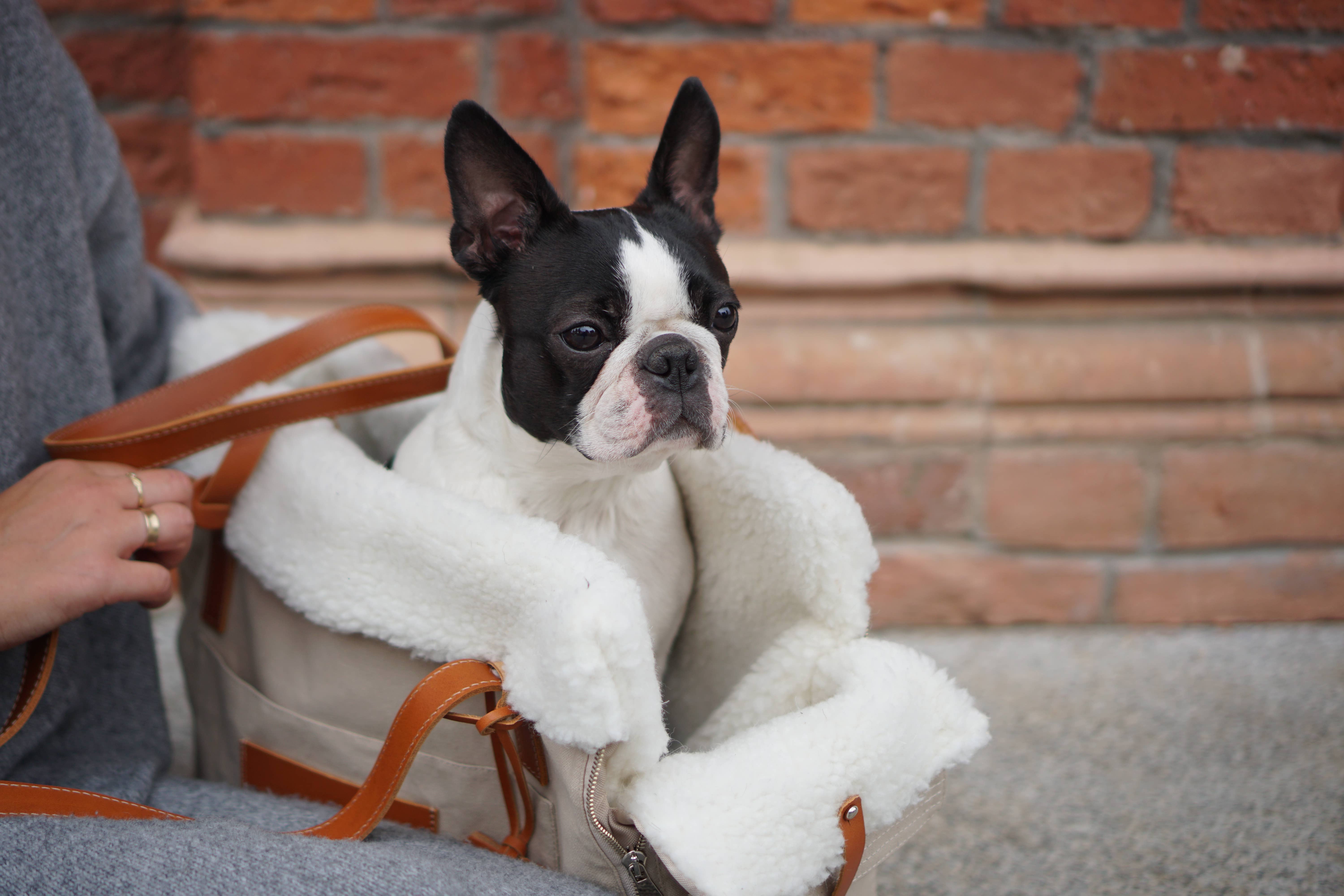 Labbvenn - Wholesale Pet Carrier - Cat/Dog - Liiva Dog Carrier3