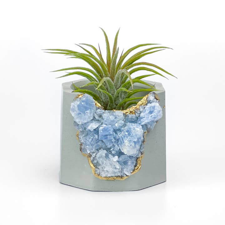 AURA 8 Art Boutique - Wholesale Live Plant - Air Plants Tillandsia Ionantha Mexican, Live Airplant, Blue