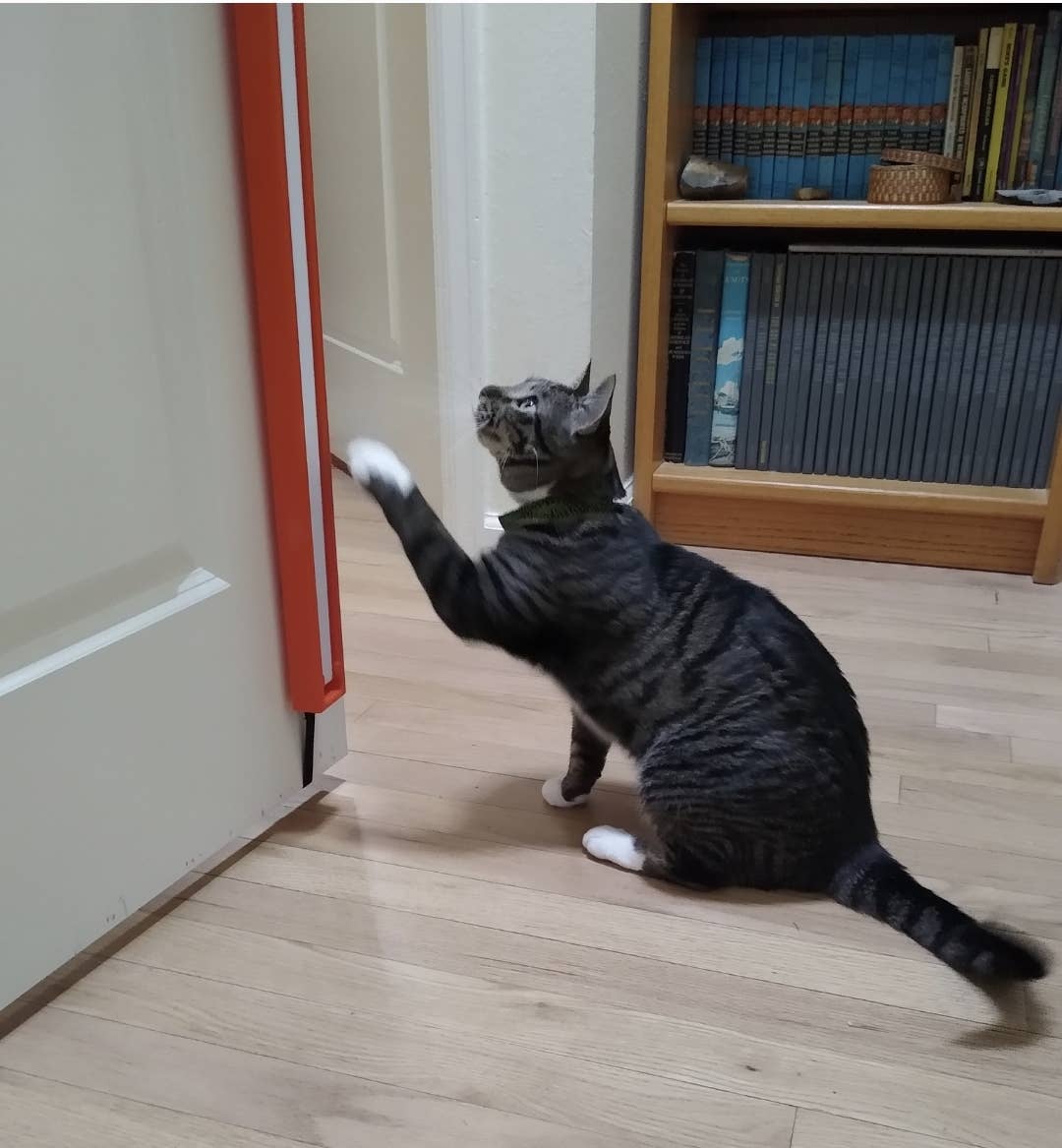 MOODY PET - Wholesale Pet Toy - Cat - Fling-Ama-String11