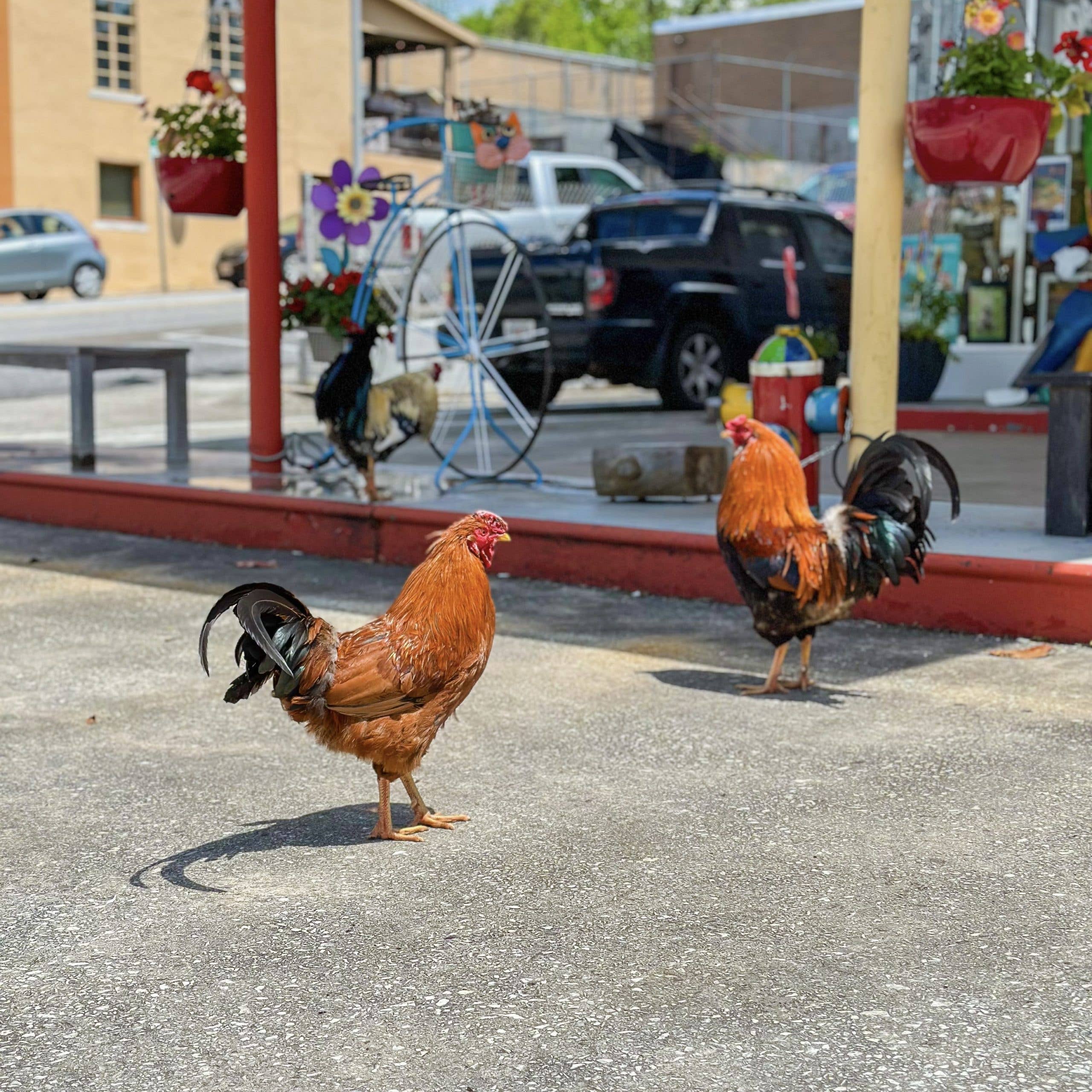 Mountain City Apparel - Wholesale Sticker - Cool Rooster Sticker - Basic3