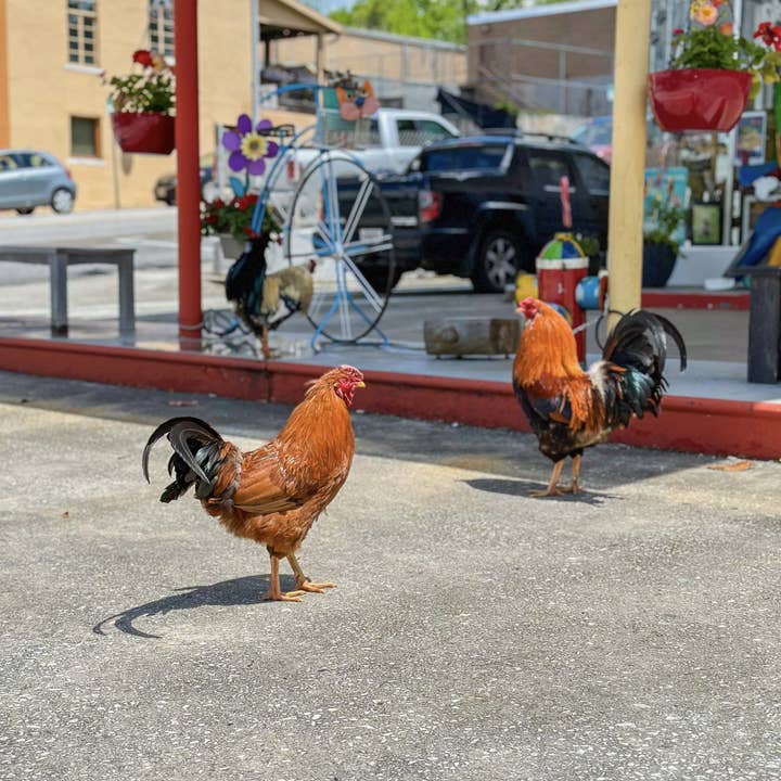 Mountain City Apparel - Wholesale Sticker - Cool Rooster Sticker - Basic3