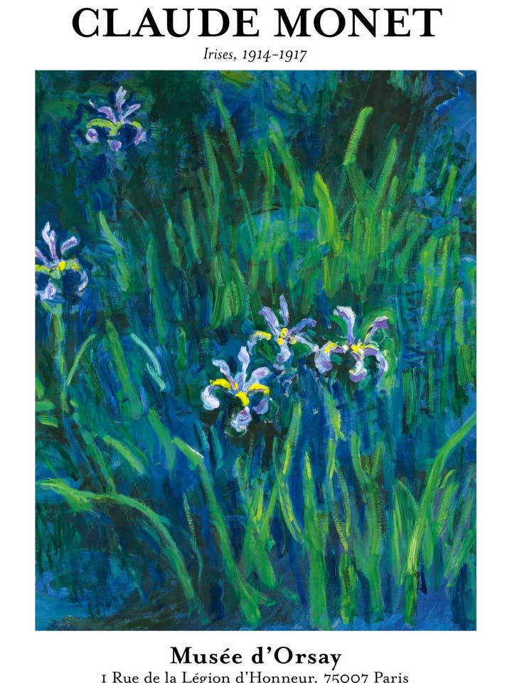 Irises for wholesale by Animato