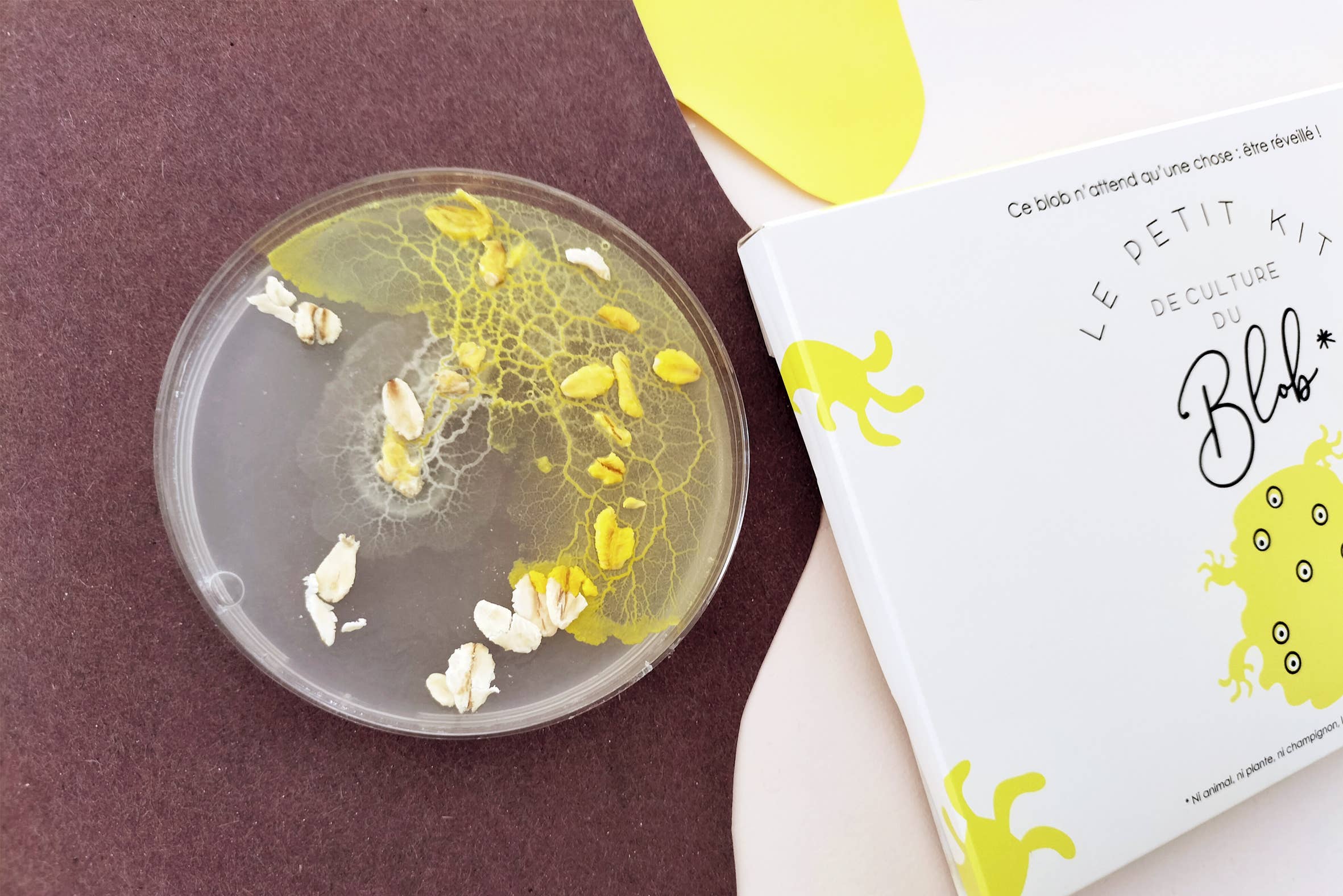 Pamela Loops - Wholesale DIY Craft Kit - Kids - Kit de culture de Blob8