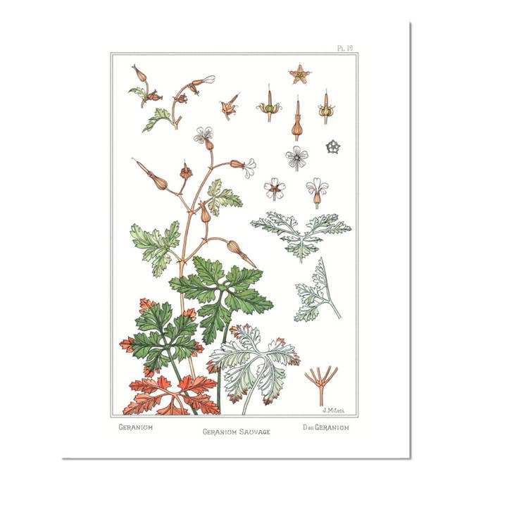 Bagged & Backed Geranium Art Print for wholesale by Cynefn