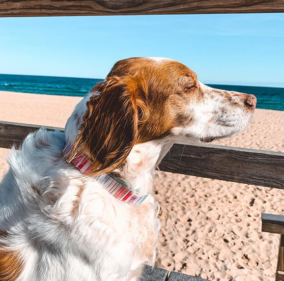 Roxy & Co. Canine Accessories - Wholesale Pet Collar - Dog - BRANDI STRIPE DOG COLLAR3