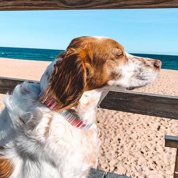 Roxy & Co. Canine Accessories - Wholesale Pet Collar - Dog - BRANDI STRIPE DOG COLLAR3