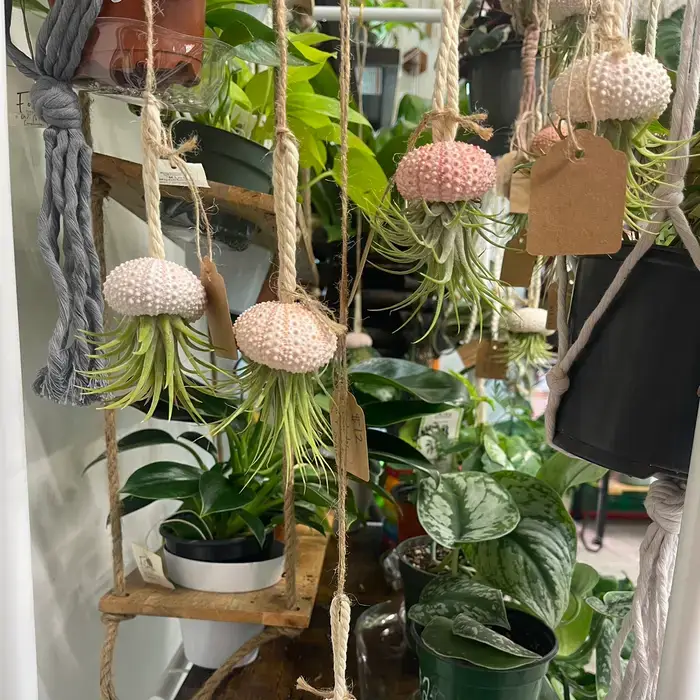 The Simply Crafty Shop - Wholesale Live Plant - Air Plant Jelly Fish on Rope10