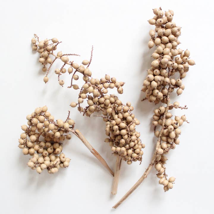 Natural Brown Canella Berry - Dried for wholesale on Faire3