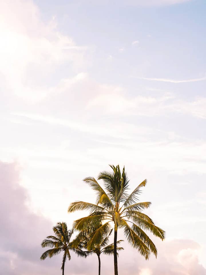 KAUAI PALMS for wholesale by Buen Dia