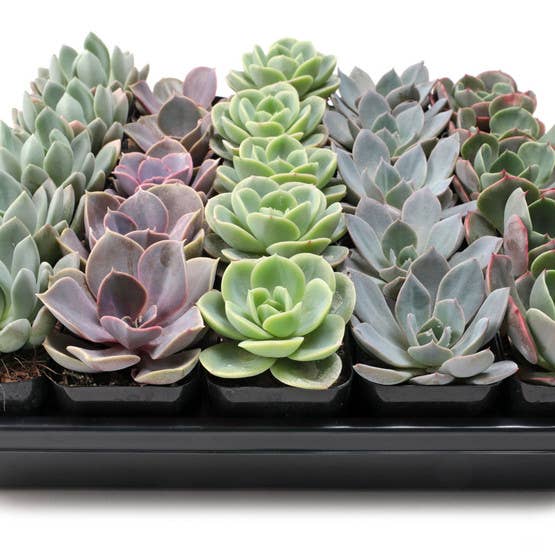 Mountain Crest Gardens - Wholesale Succulent - Echeveria Bulk 25-Pack (5 Varieties, 2" Pots)