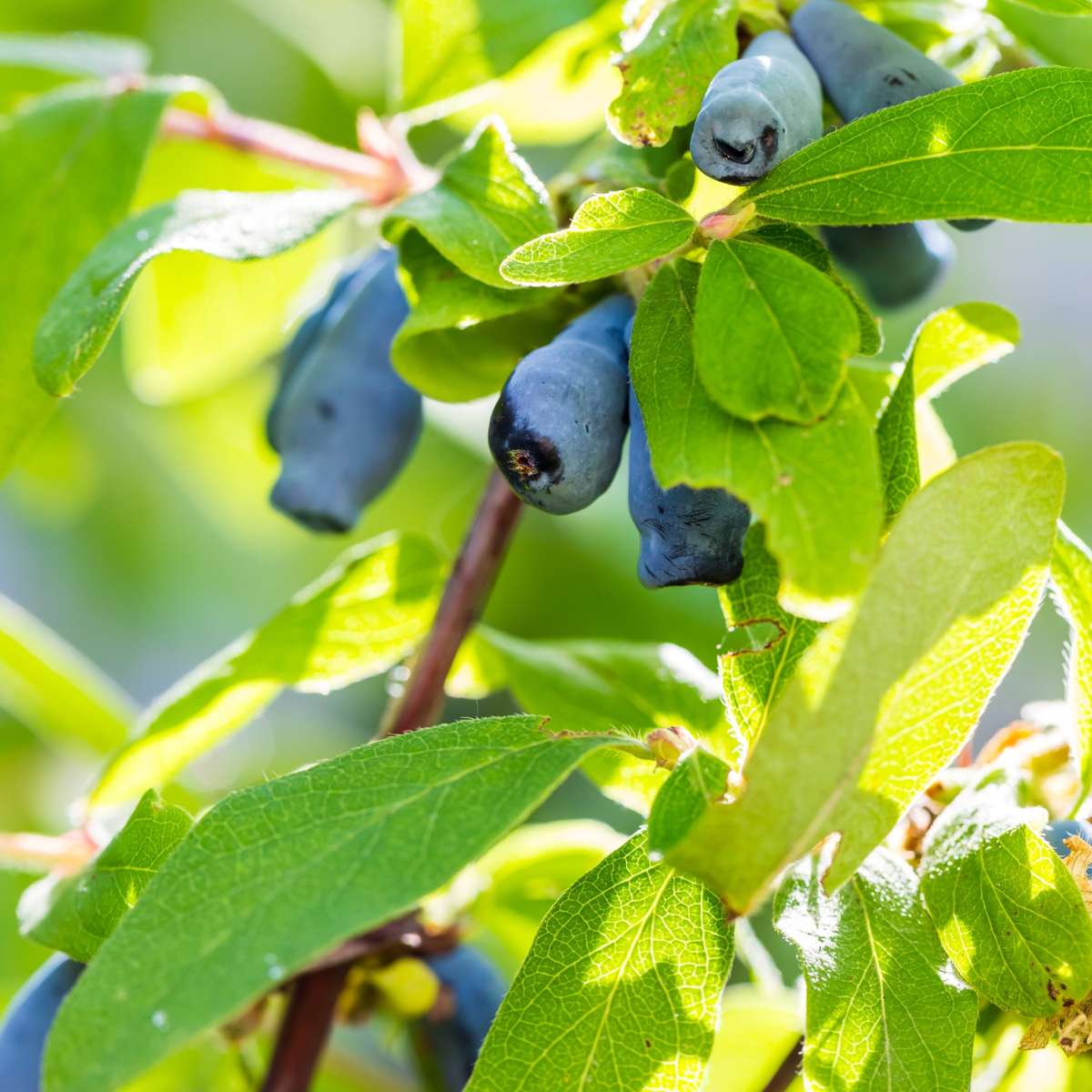 Oasis of Life – Engroshandel Ægte plante – Gedeblad – 3 planter – Lonicera Kamtschatica – Honningbærbusk med spiselige frugter – Sød & vitaminrig – Selvbestøvende – Til have & terrasse – Højde 25–40 cm – Ø9 cm3