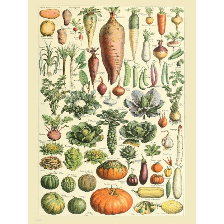 On The Wall Art Ltd – wholesale Art print – Vegtables Poster Art Print 30x40cm
