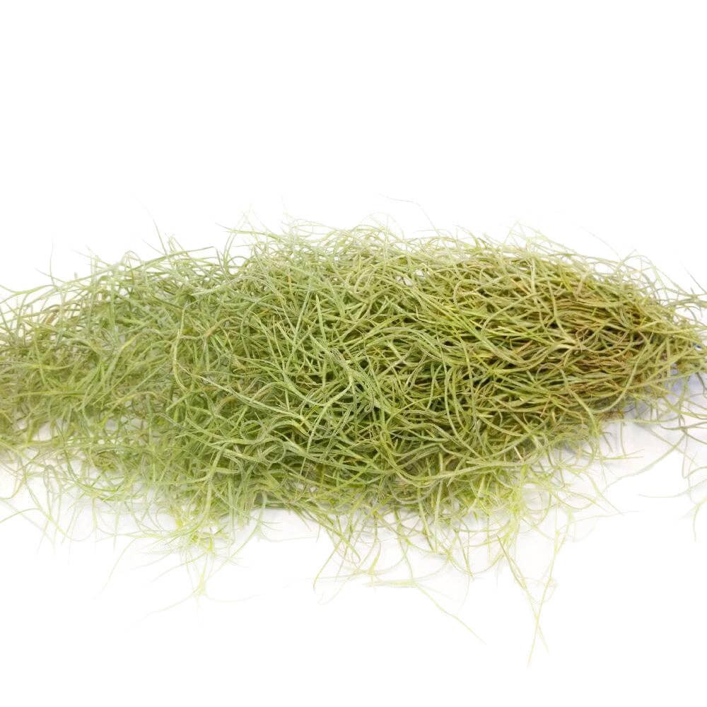 Best Plant Friend - Wholesale Live Plant - Spanish Moss Usneoides Air Plant, Fairy's Hair Live Plant3