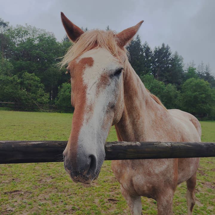 Horse of the world - Wholesale Horse Conditioner/Grooming Aid - Pomme Perle3