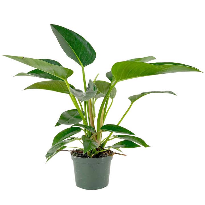 Best Plant Friend - Wholesale Live Plant - Philodendron Congo Green 6in - Lush Indoor Plant for Home