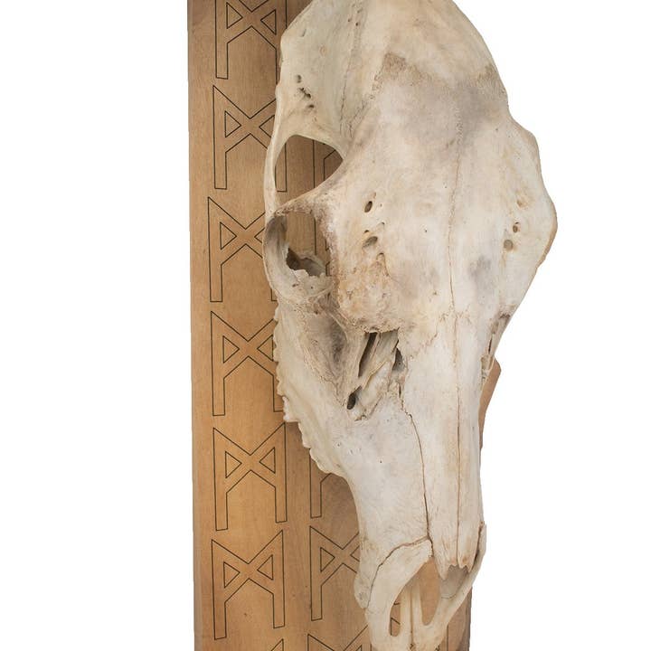 mannaz rune elk skull wall hanger for wholesale by Oreamnos Oddities