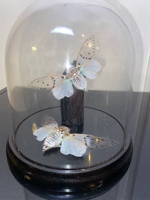Newman Art Designs - Wholesale Decorative tabletop object - Ayuthia spectabile, white ghost cicada, in a Dome