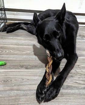 Dibo Pet Foods - Wholesale Pet Treats - Dog - Braided Bully Stick – Low Odor Pizzle – STANDARD - 12"6