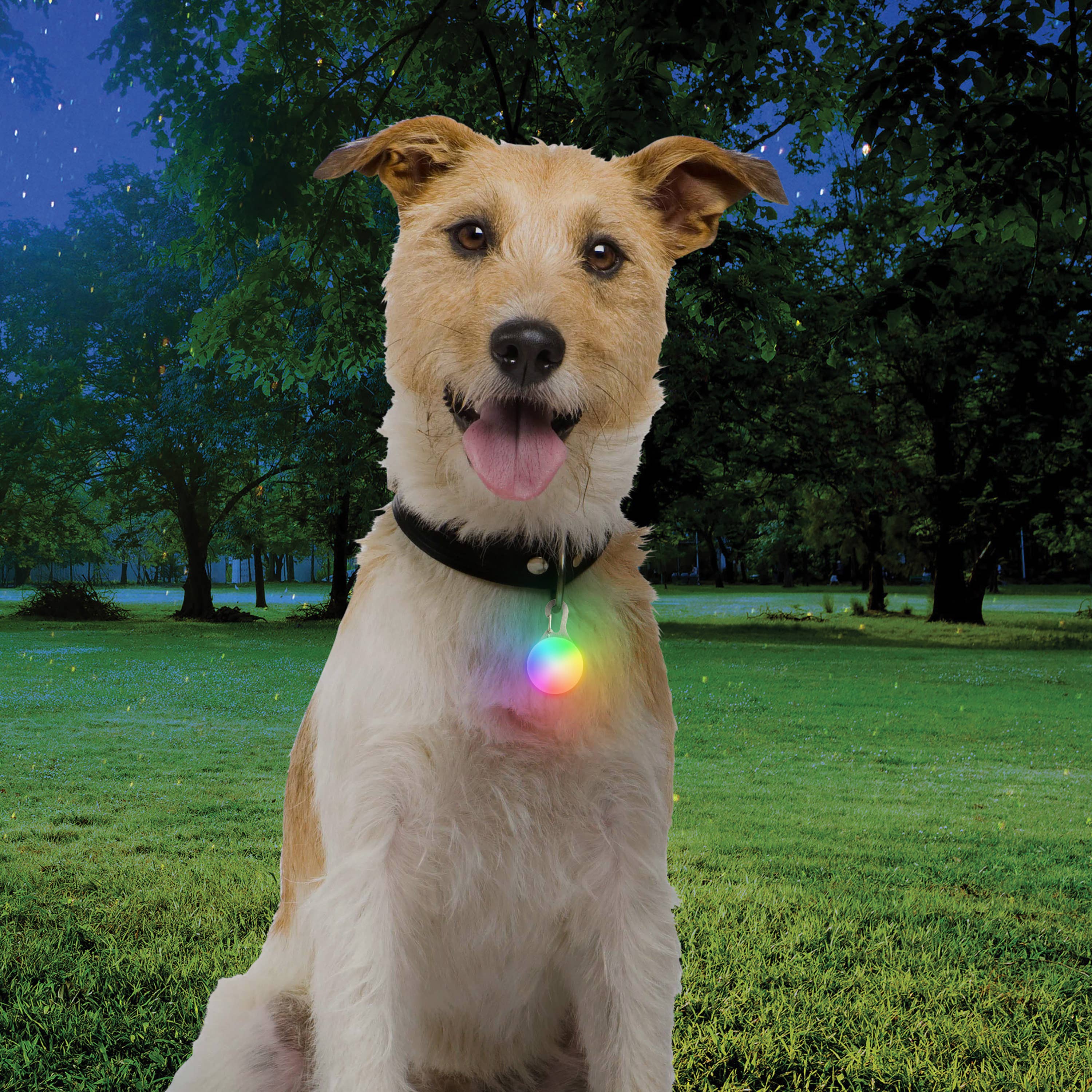 Pet Palette Distribution - Wholesale Pet Collar - Dog - Nite Ize Spotlit Rechargeable Collar Light - Disc-O Tech3
