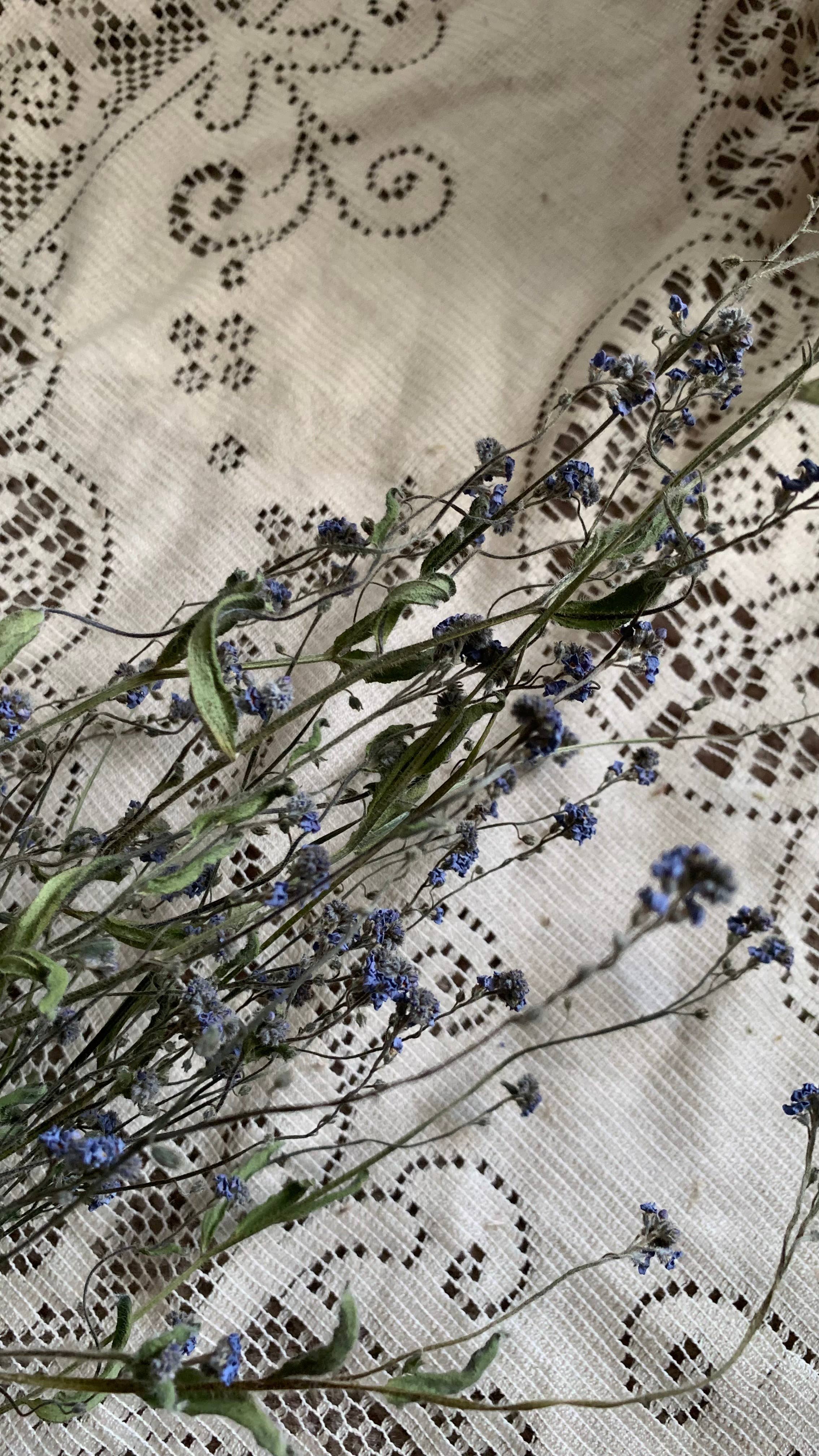 Twig and Snip - Wholesale Dried/Pressed Flowers - Dried Forget-me-nots Wildflower - Sympathy Flowers 4