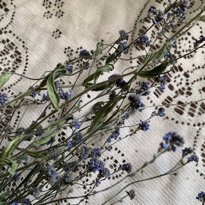 Twig and Snip - Wholesale Dried/Pressed Flowers - Dried Forget-me-nots Wildflower - Sympathy Flowers 4