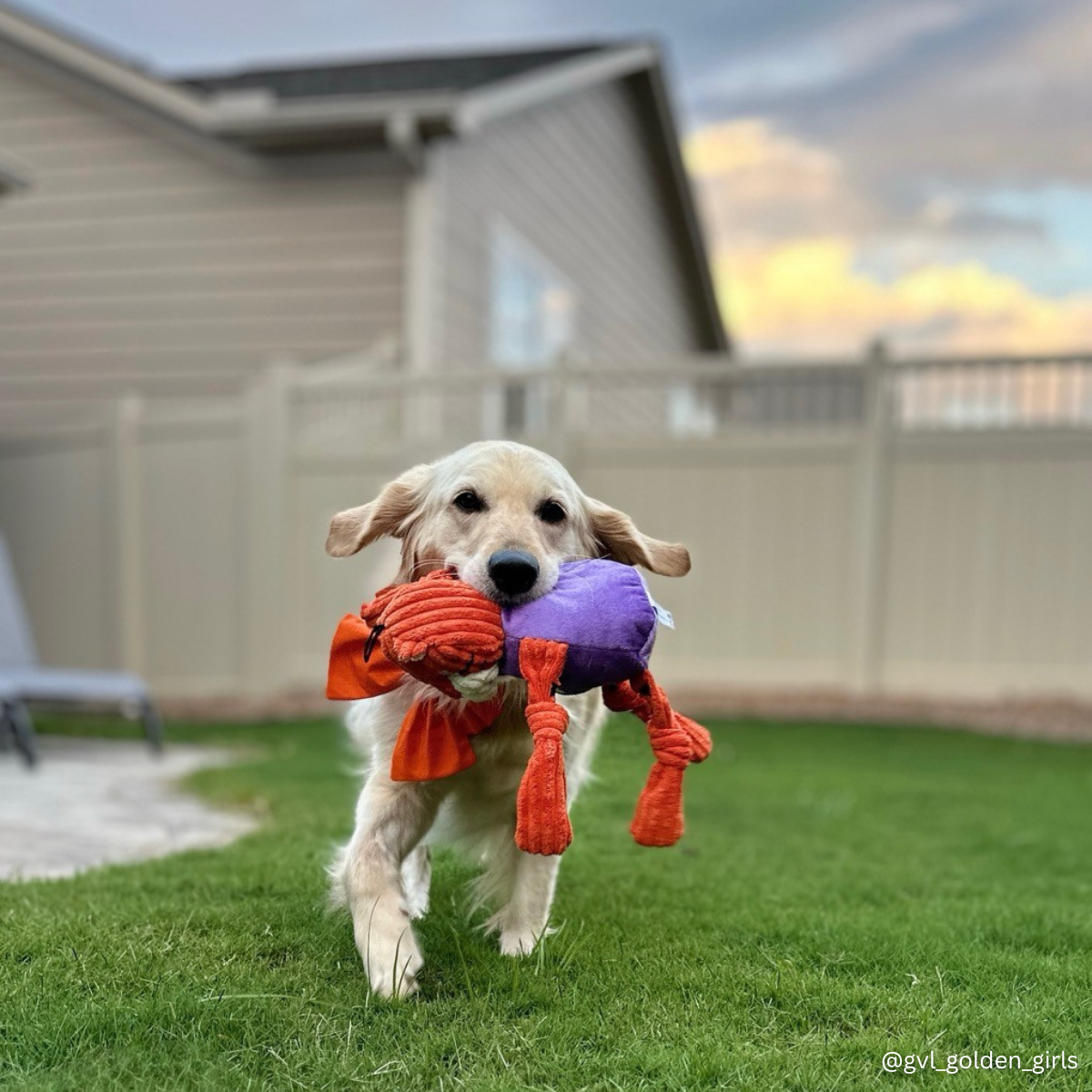 HuggleGroup - Wholesale Pet Plush Toy - Dog - Clemson University, The Tiger Knottie® Plush Dog Toy9