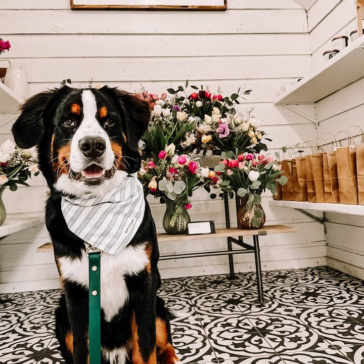 Ruff N' Fluff - Wholesale Pet Leash - Dog - 6 Ft. Adventure Proof Leashes11