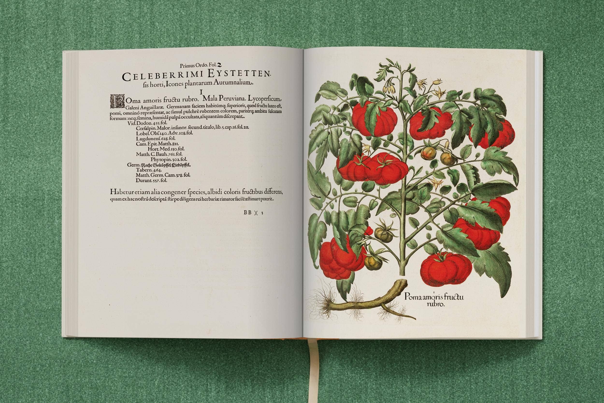 TASCHEN Europe – wholesale Nature & outdoors book – Basilius Besler. The Garden at Eichstätt (German, French, English)17
