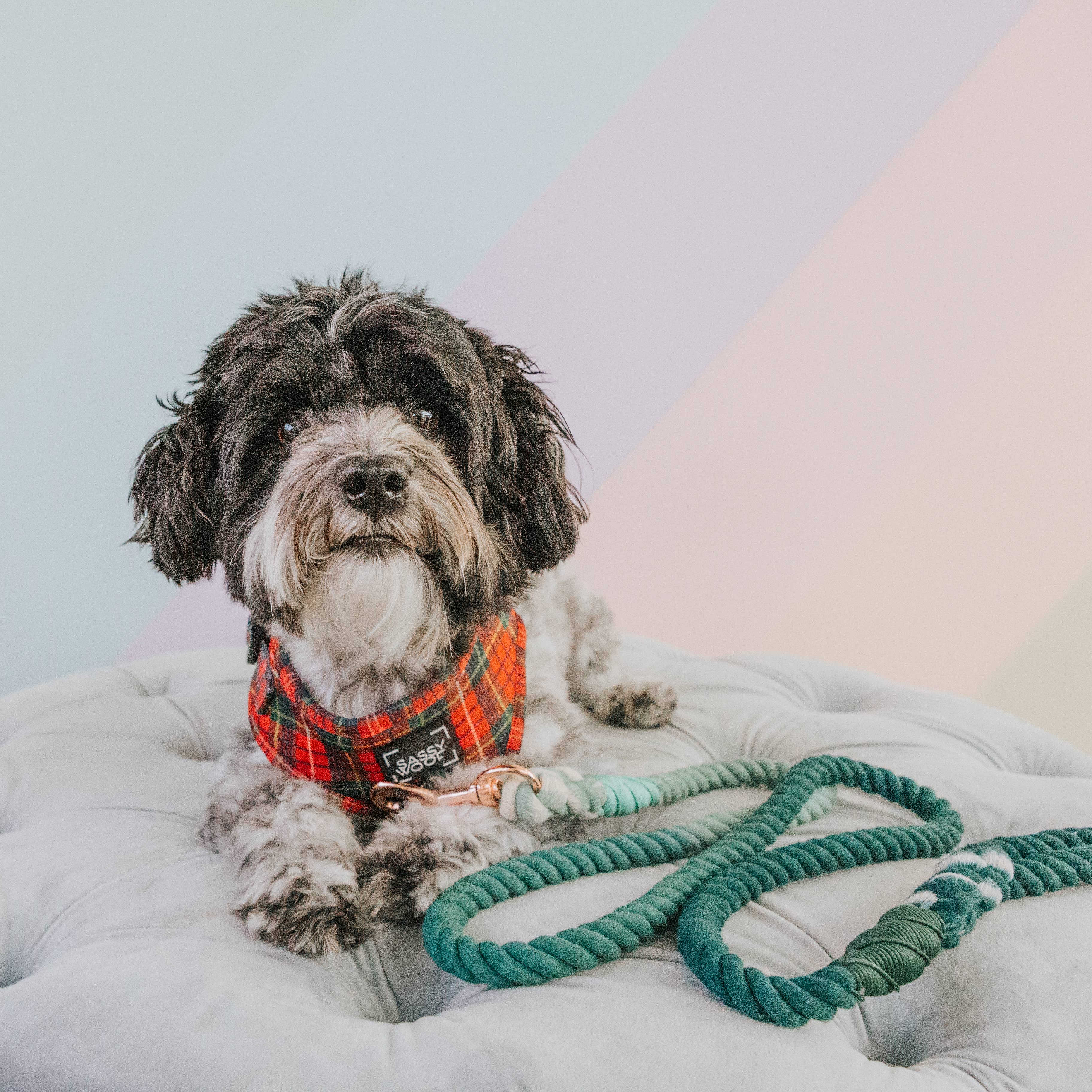 SASSY WOOF - Wholesale Pet Leash - Dog - Dog Rope Leash - Hunter4