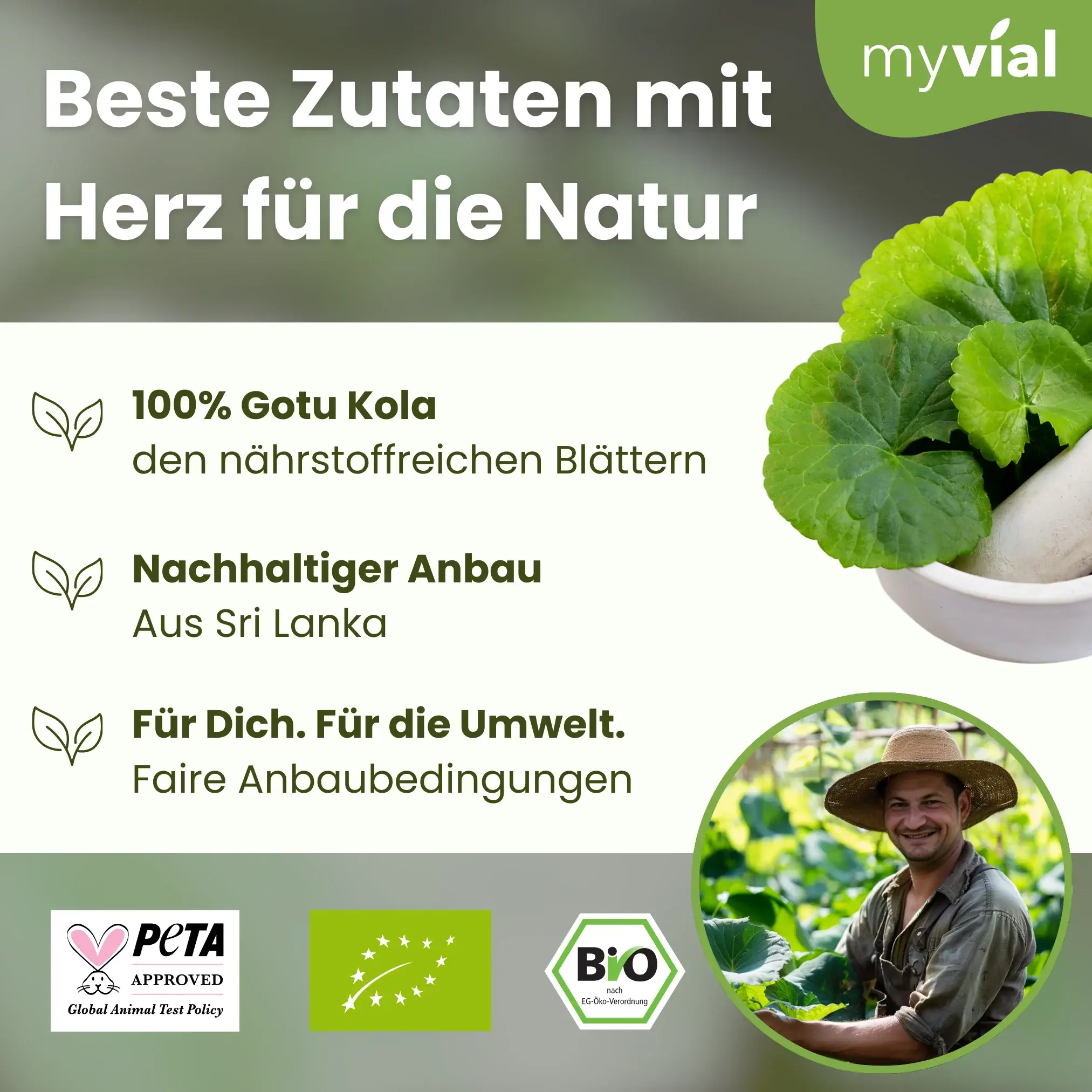 myvial - Wholesale Oral Supplement/Vitamin - Organic Gotu Kola capsules3