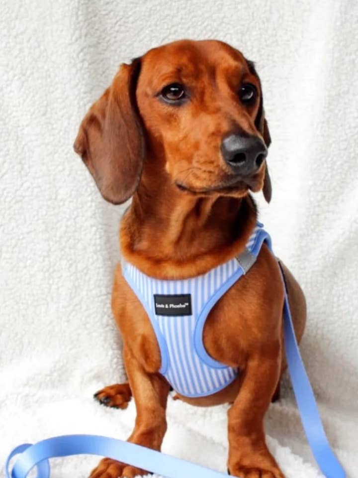 Louis and Phoebe Dog or cat Harness - Pink, Blue or Red for wholesale by Pet Products Distribution LTD