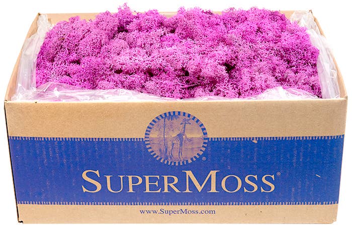 SuperMoss - Wholesale Dried/Pressed Flowers - Reindeer Moss Preserved 3lb Bulk Box6
