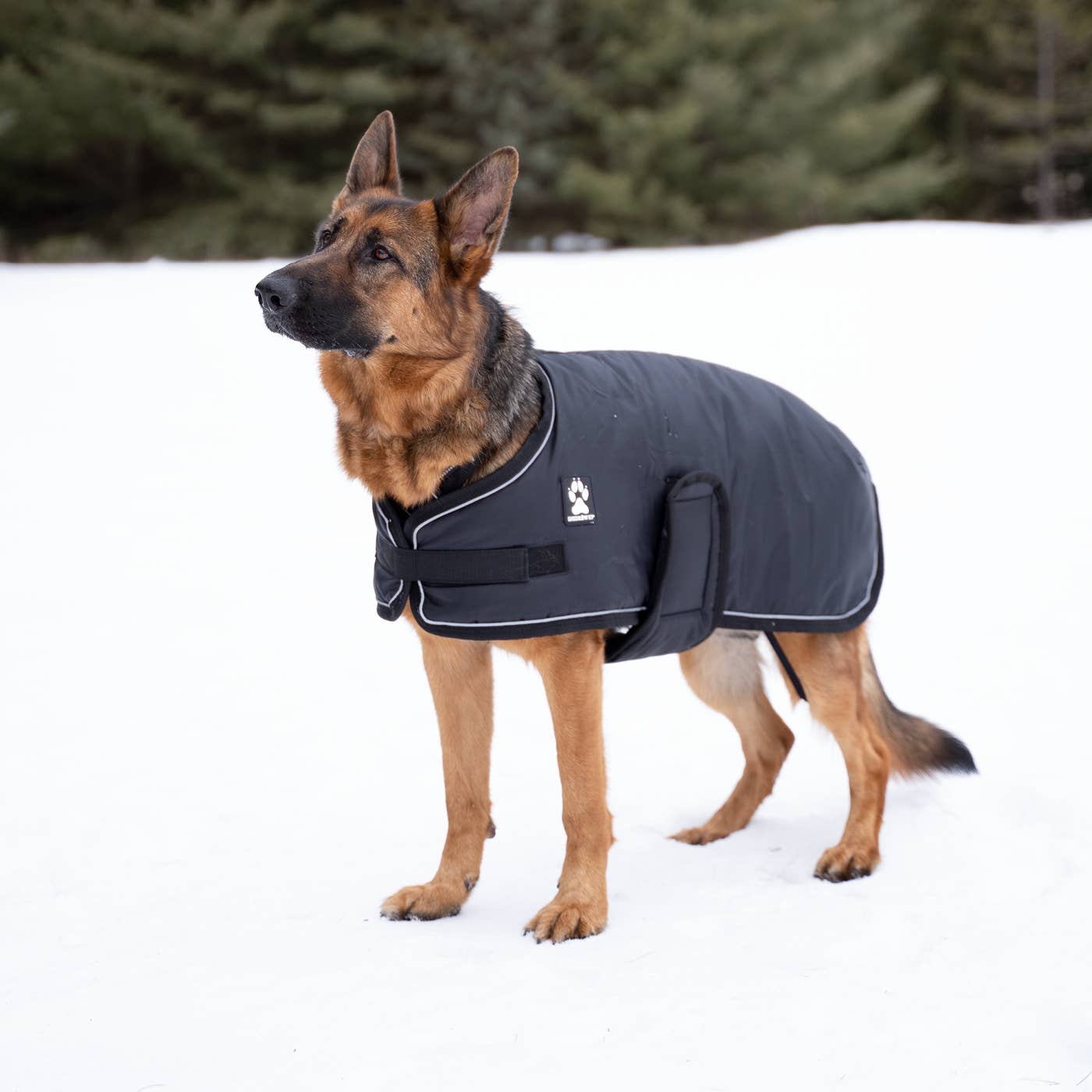Shedrow K9 - Wholesale Pet Coat - Dog - Shedrow K9 Vail Dog Coat - Black w/ Black Trim10